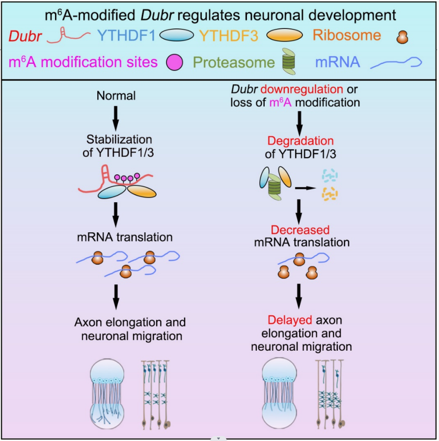 廣東省智能院研究團隊揭示m6A修飾的 長鏈非編碼RNA調控神經元發育及其機制