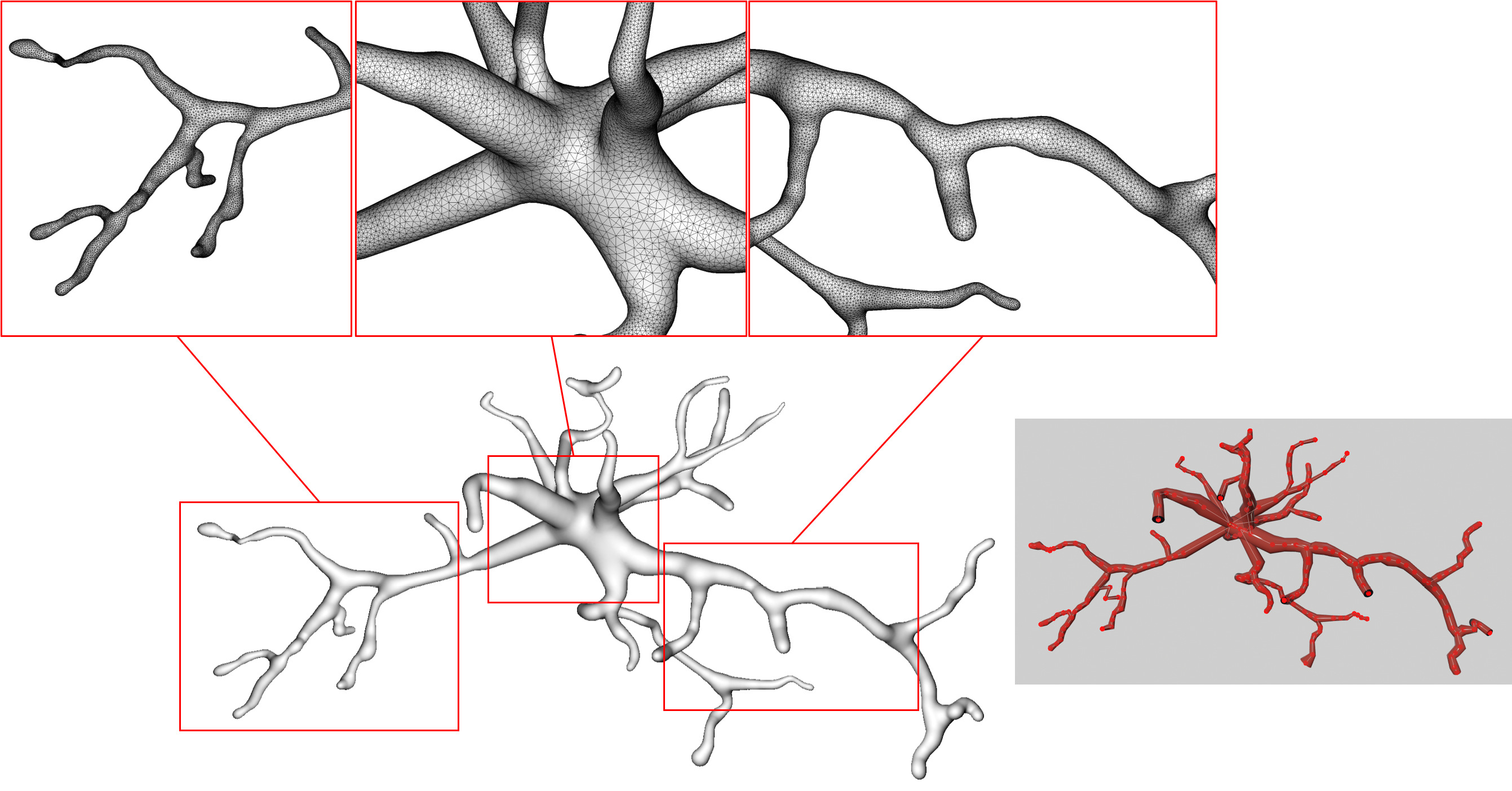 Robust quasi-uniform surface meshing of neuronal morphology using line skeleton-